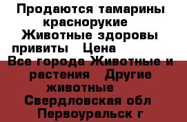 Продаются тамарины краснорукие . Животные здоровы привиты › Цена ­ 85 000 - Все города Животные и растения » Другие животные   . Свердловская обл.,Первоуральск г.